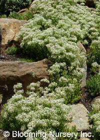 Sedum album 'Murale'